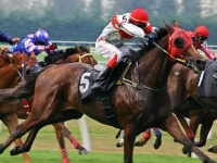 Horse Racing Betting Betting
